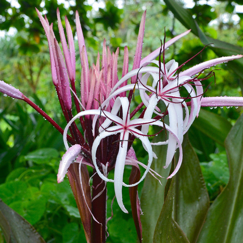 Gaint Spider Lily/Gaint Blood Lily Plant
