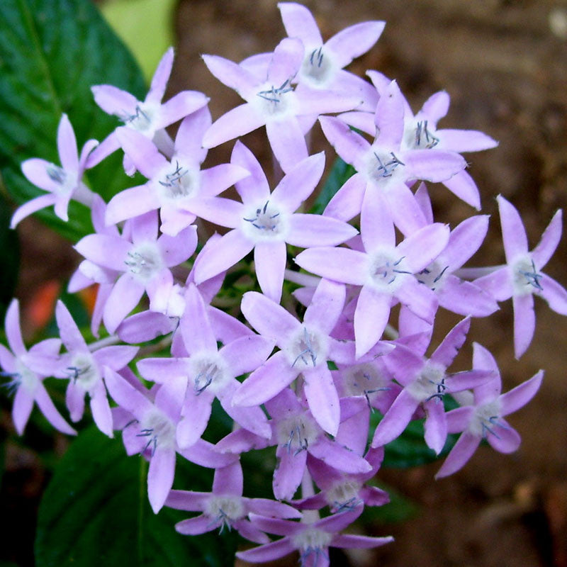 pentas lavender plant Pentas Violet Plant | Buy Healthy Plants Online