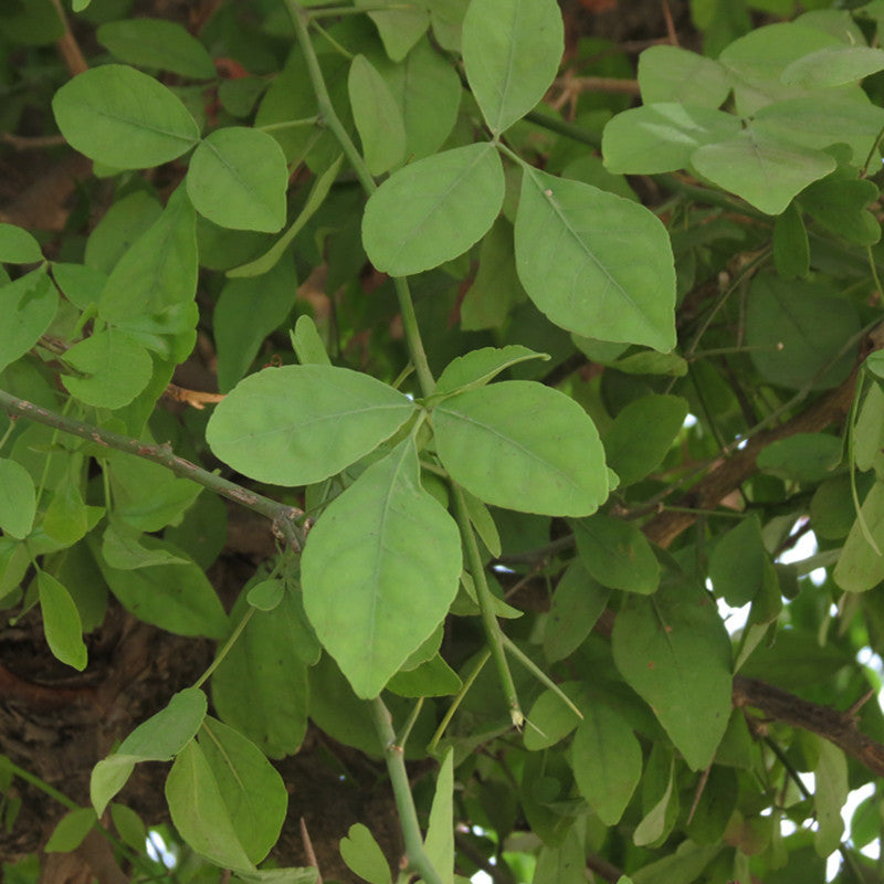 Bilva/Bael/Aegle marmelos Plant | Buy Healthy Plants Online