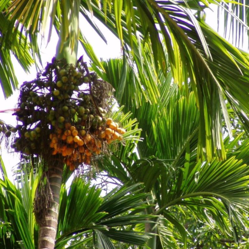areca palm betel nut Betel Nut/Areca Nut Plant