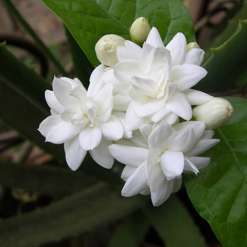 mogra flower seeds online Jasmine Mini/Mogra Plant