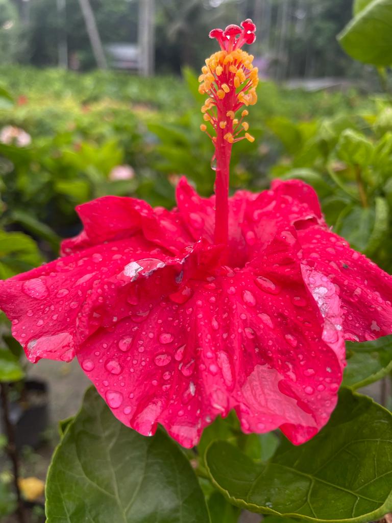 Hibiscus Plant
