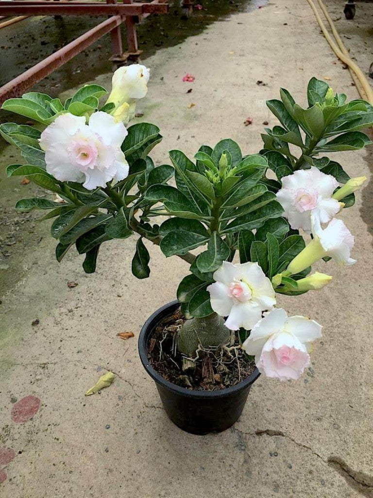 white desert rose succulent Adenium white Plant (Grafted)