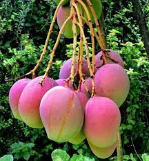 Apple Mango Grafted Plant | Buy Healthy Plants Online | DoPlant