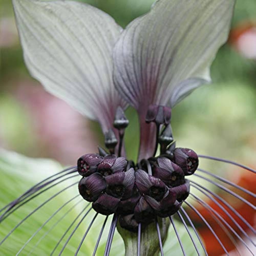 bat lily flower Bat Lily (Tacca chantrieri) Set of 2 Plant