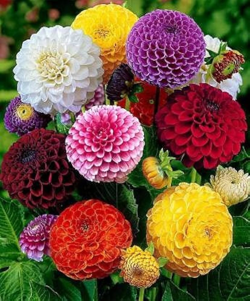 Dahlia Flower Bulb set of 5 | Buy Healthy Plants Online | DoPlant  Do Plant