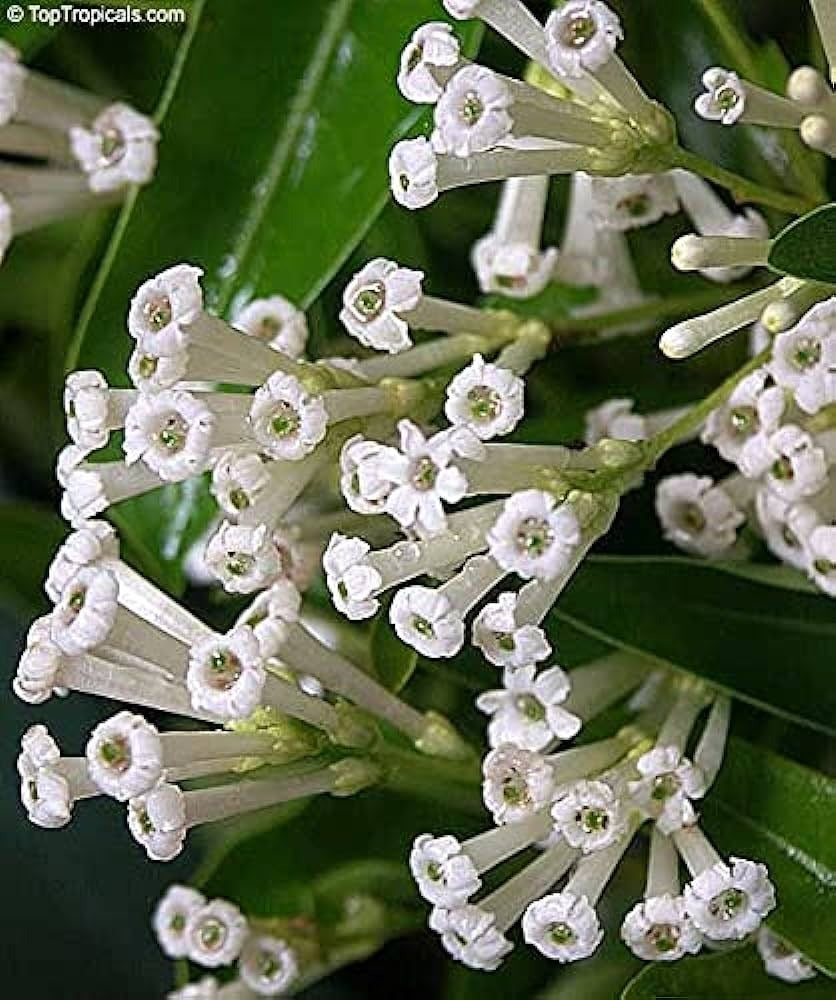 din ka raja plant Din ka Raja (Day blooming Jasmine Flower Plant) | Buy Healthy Plants Online