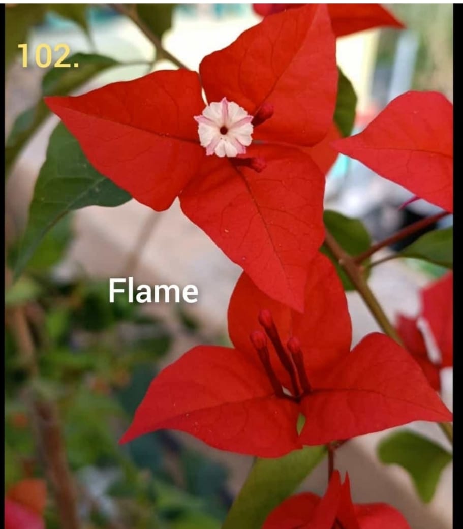 Bougainvillea Flame Thai Variety Plant