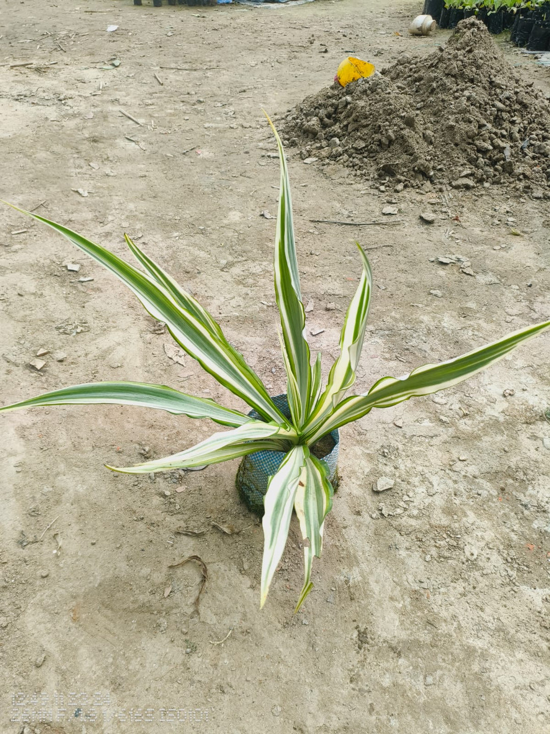 Furcraea Plant |Furcraea Plant for Sale - Premium Indoor Plant from Plantparadise - Just $349! Shop now at Plantparadise