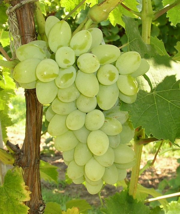 Green Grapes Plant (Seedless) - Premium Fruit Plants & Tree from Plantparadise - Just $399.00! Shop now at Plantparadise