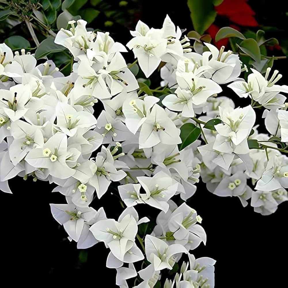 Hawaiian White Thai Bougainvillea|Buy Hawaiian White Thai