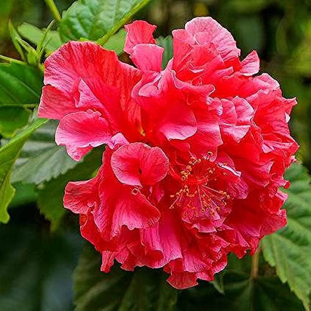 Hibiscus Red (Double ) Plant