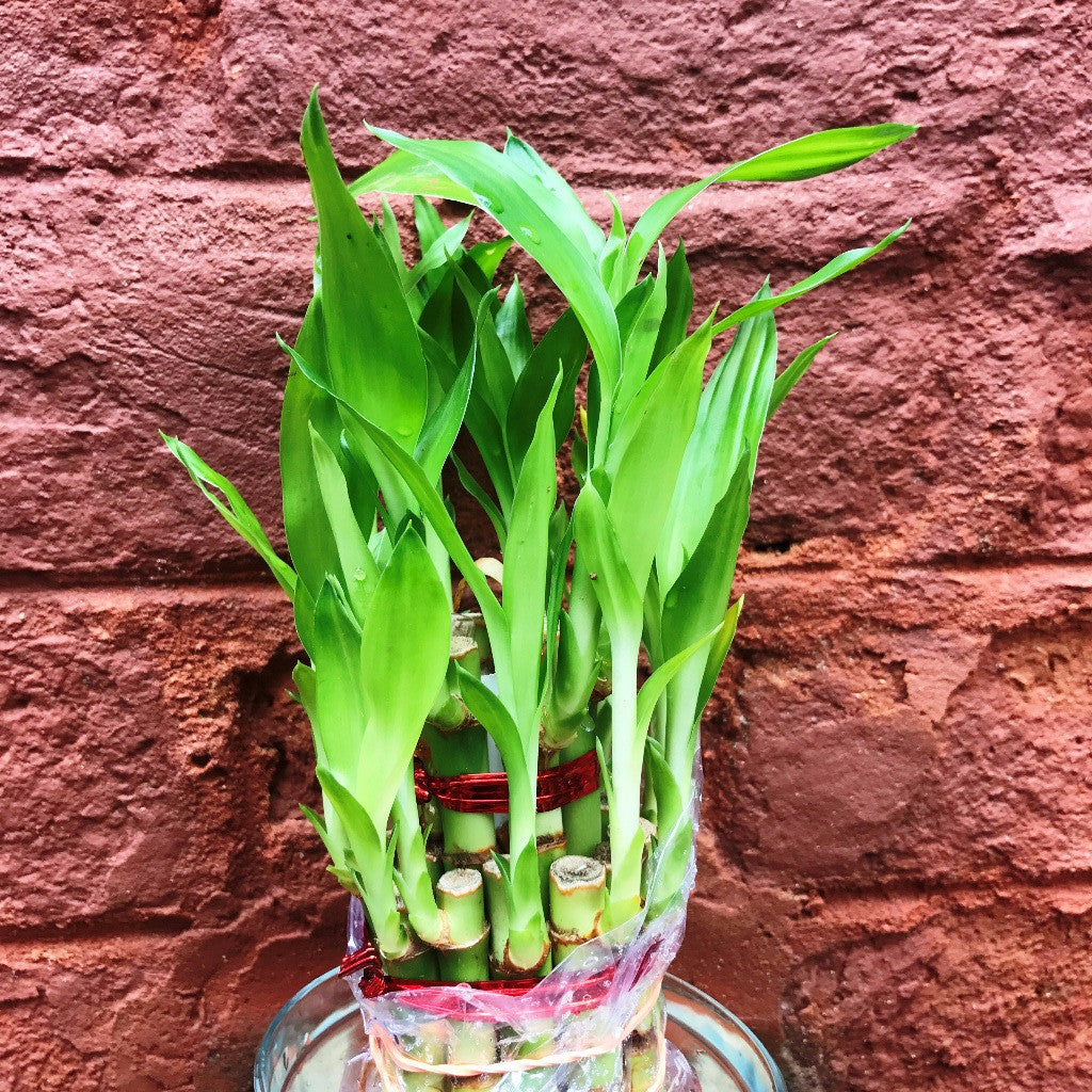 can lucky bamboo grow in just water Lucky Bamboo Plant | Buy Healthy Plants Online