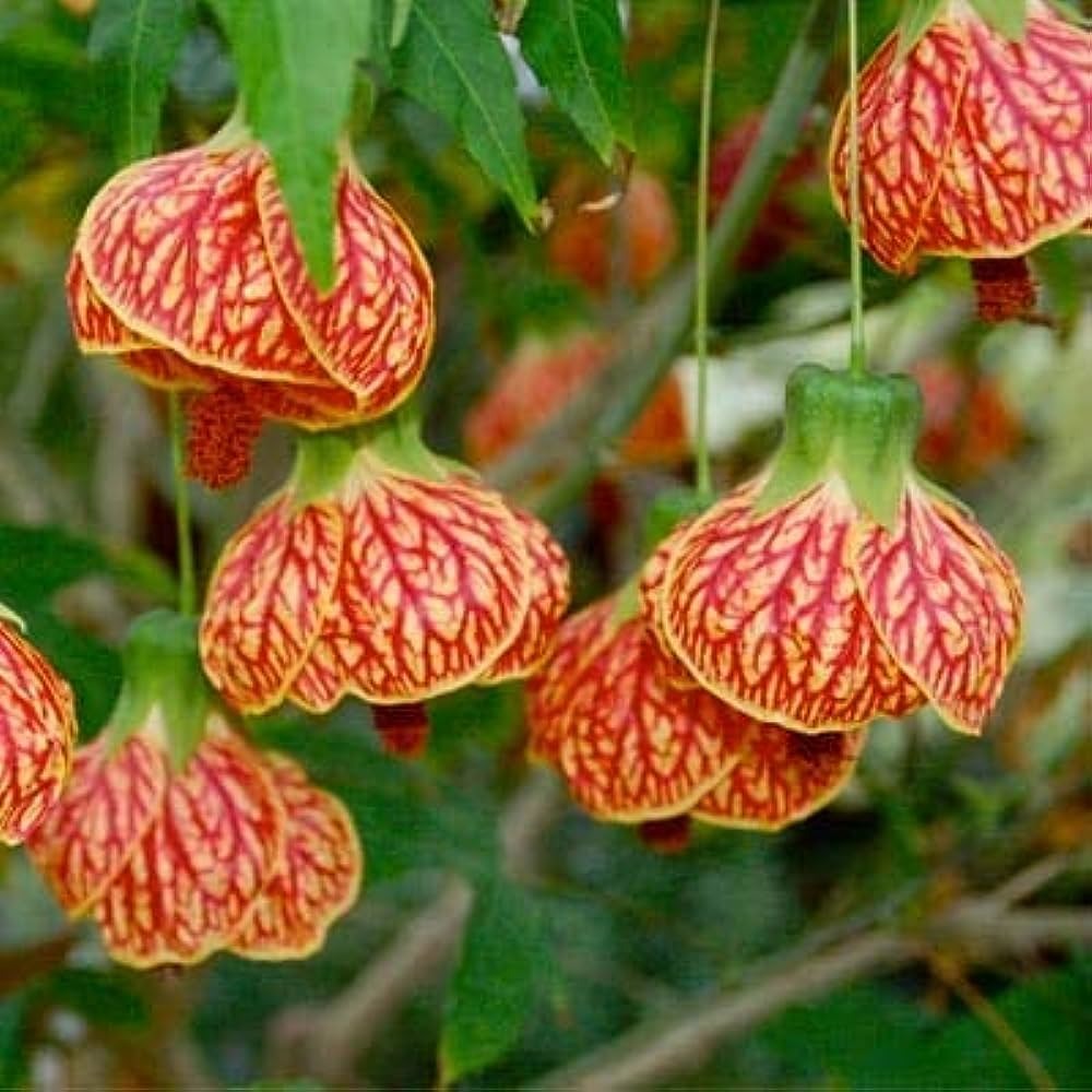 lantern flower succulent Lantern Hibiscus Flower Plant