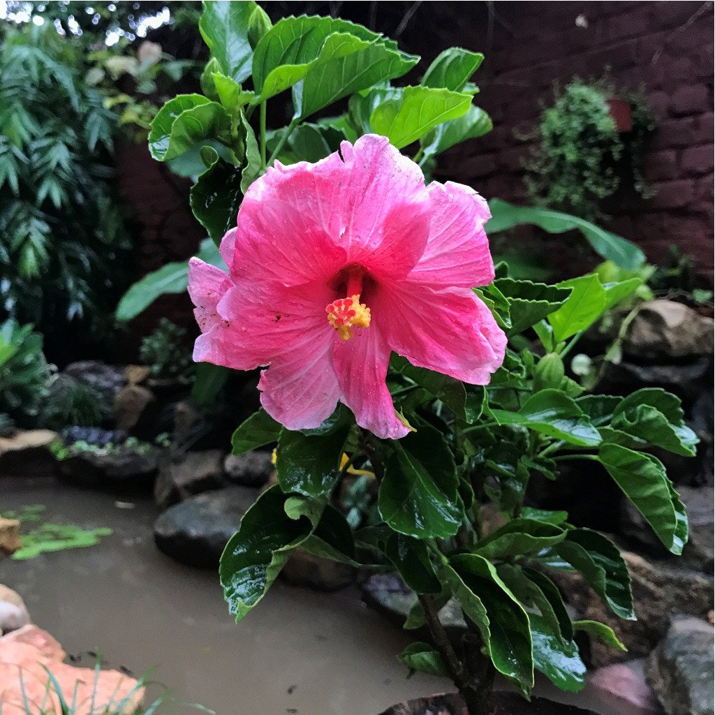 Hibiscus Mystic Pink - Flowering Plants - Premium Flowering Plants from Plantparadise - Just $325.00! Shop now at Plantparadise