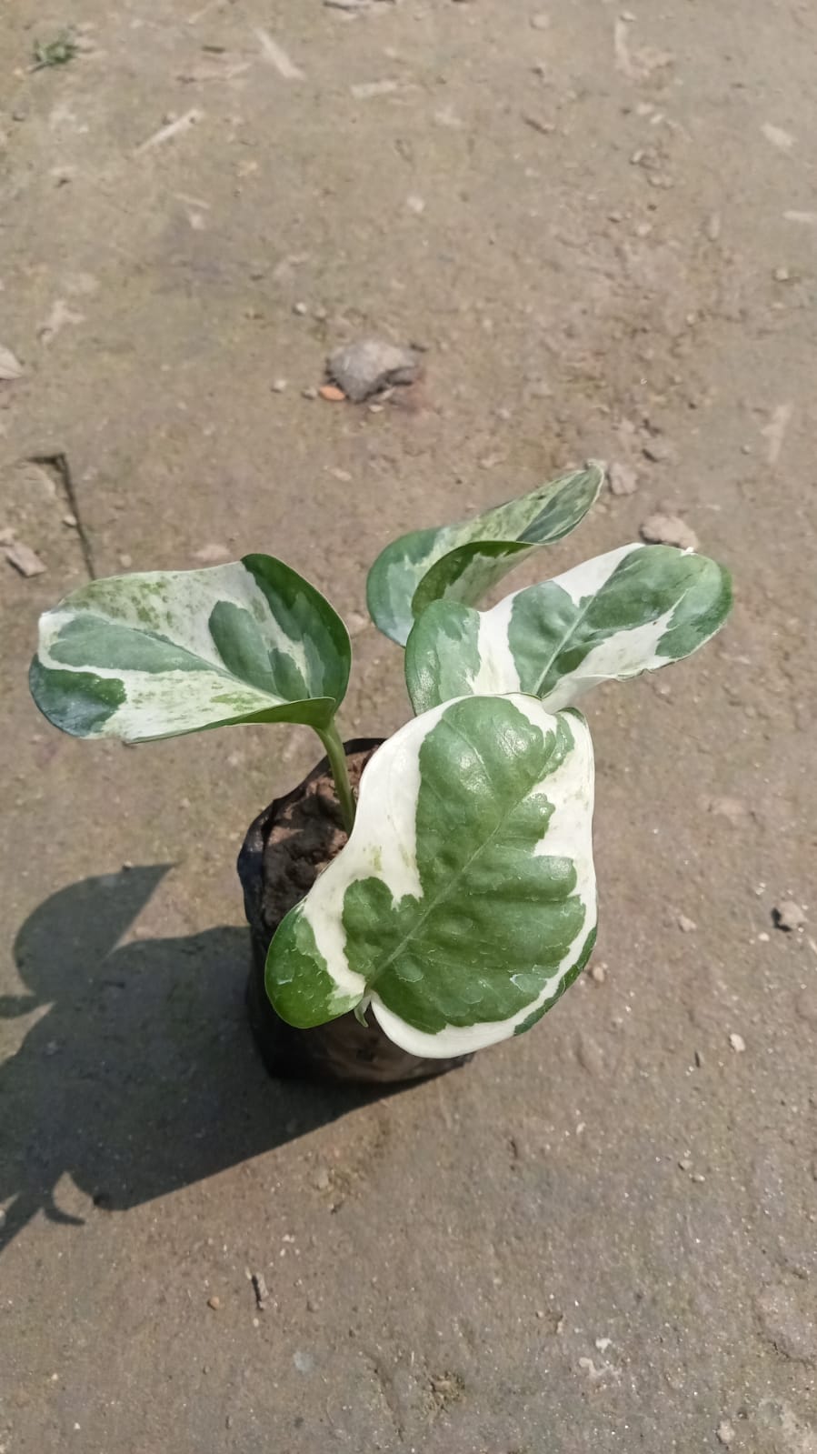N’Joy Pothos (Epipremnum aureum ‘N’Joy’)|