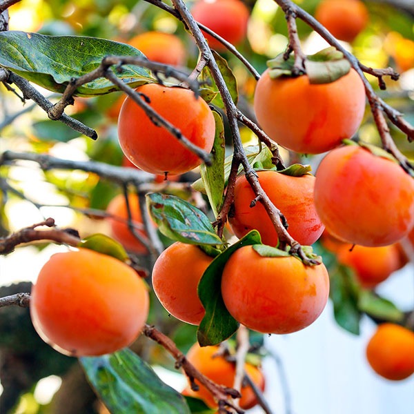 Persimmon Fruit Plant Grafted