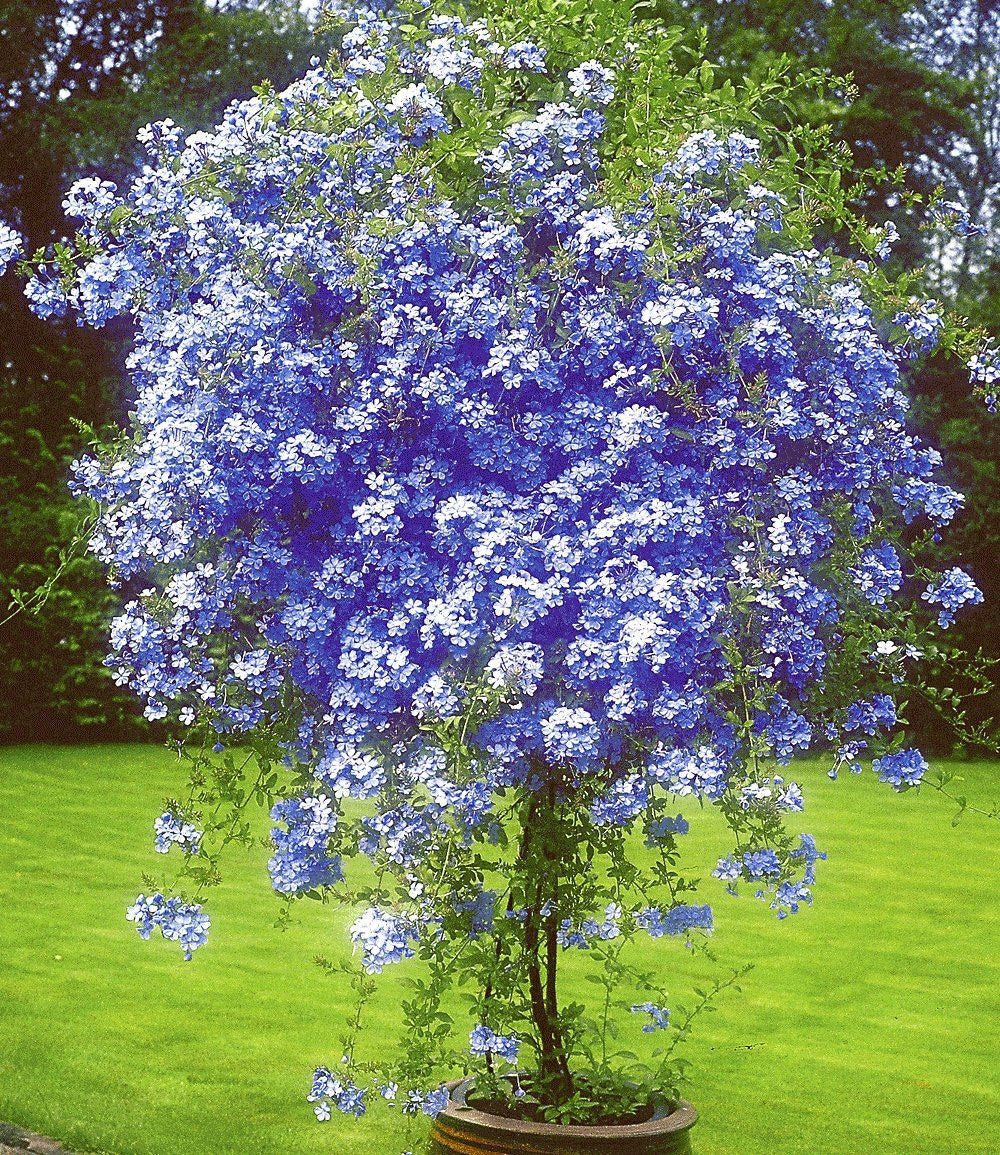 Plumbago Flower Plant