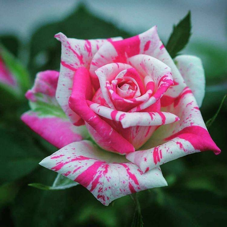 Rose Flower Plant sale for online