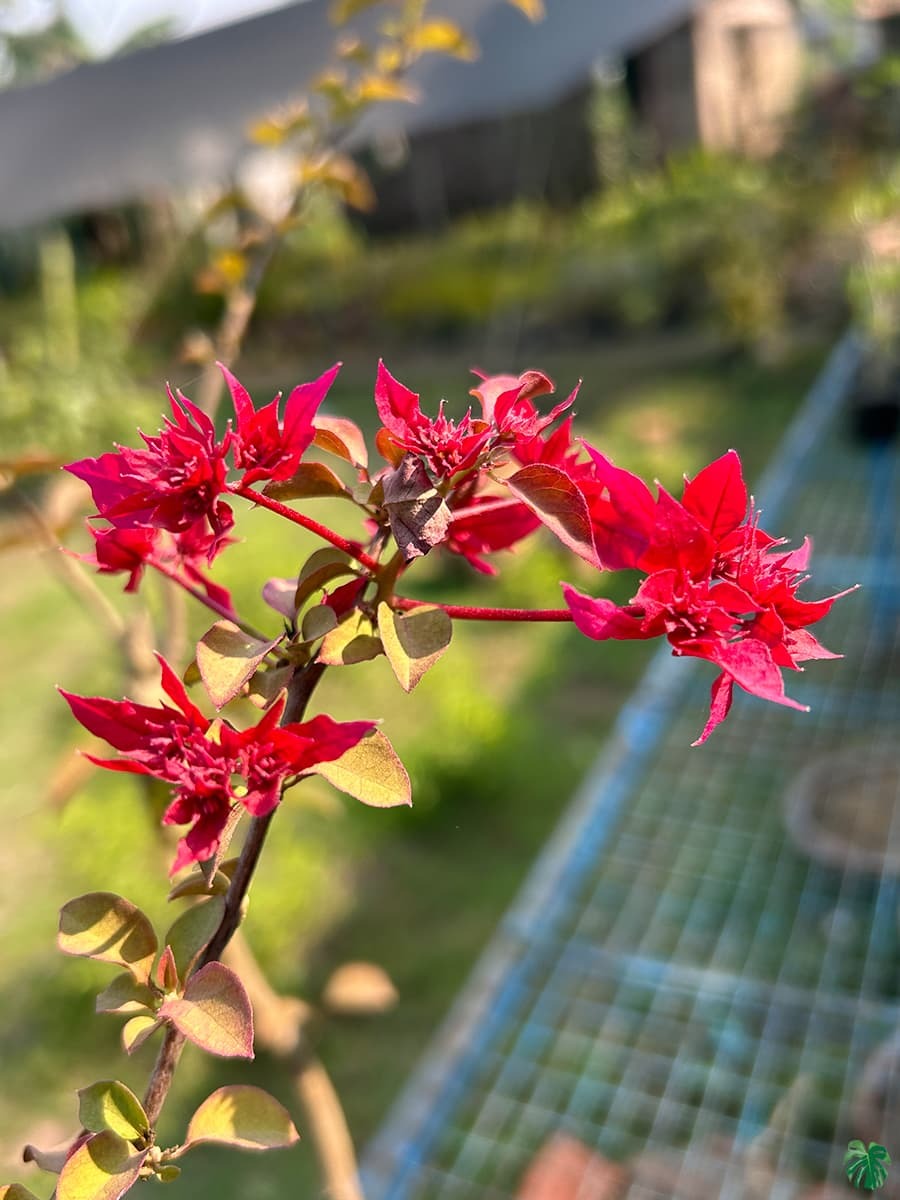 bougainvillea plant RED BUTTERFLY THAI VARIETY BOUGAINVILLEA FLOWER PLANT | Buy Healthy Plants  Online