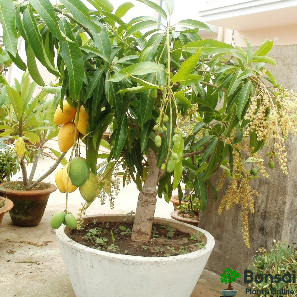mango tree grafting and bonsai All time Mango plant Grafted | Buy Healthy Plants Online