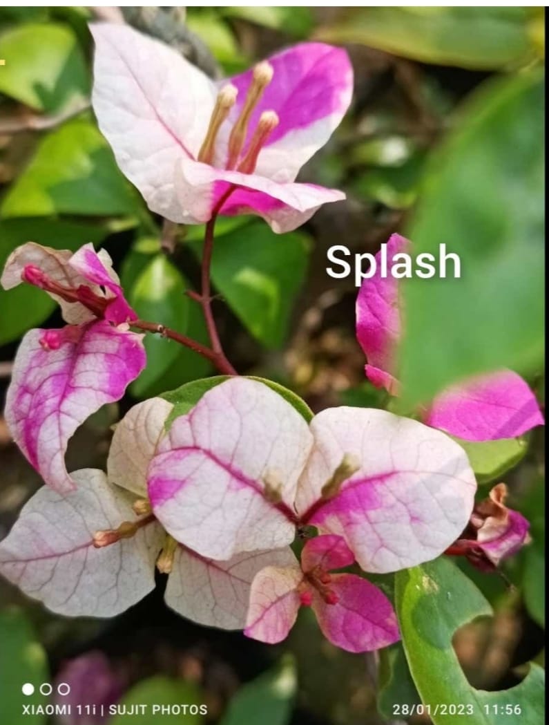 The Splash Thai Variety Bougainvillea Plant