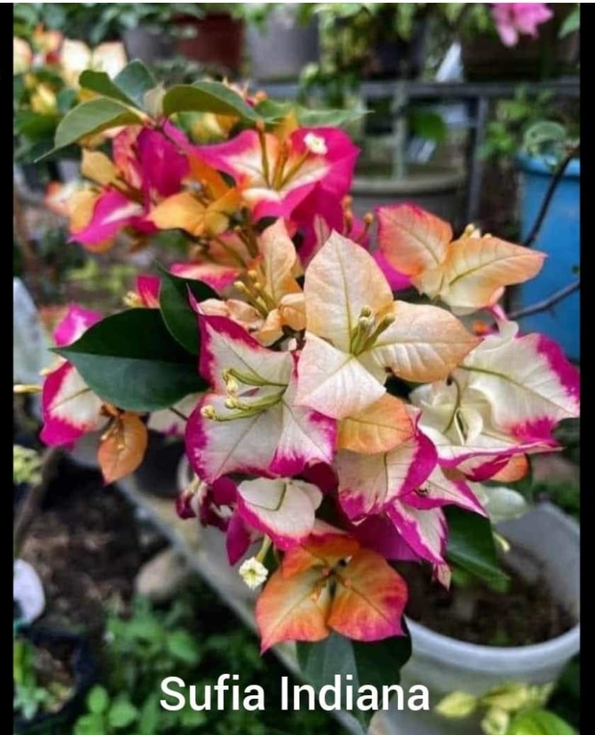 Sufia Indiana Bougainvillea Flower (Thai Variety) Grafted