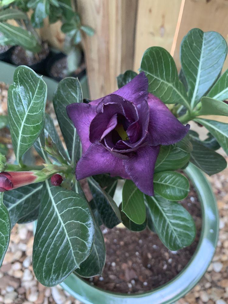 adenium succulent Adenium Purple Plant (Grafted)