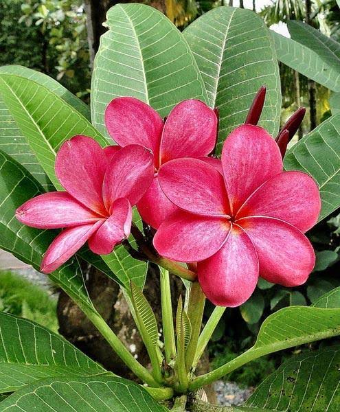 champa flower plant seeds Plumeria , Champa pink Plant