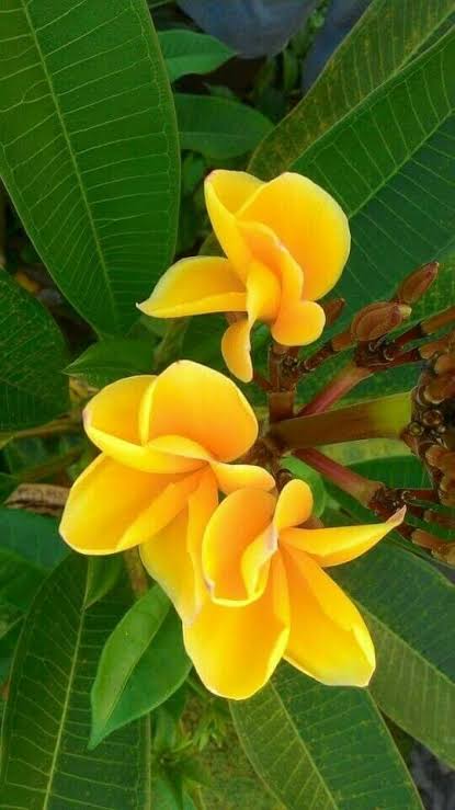 Plumeria, Champa Flower plant