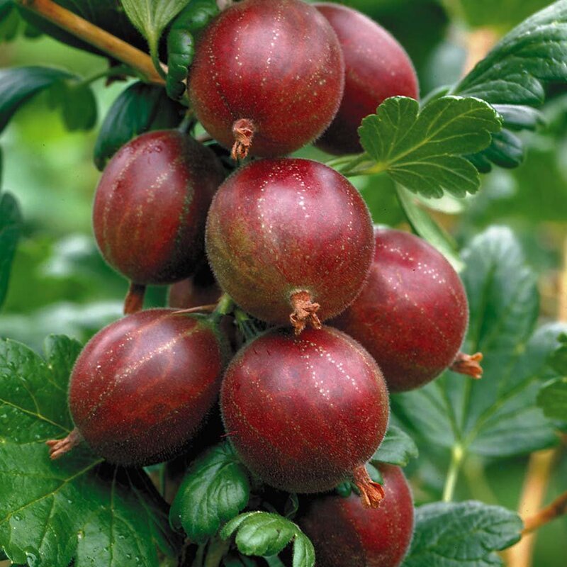 Red Amla Fruit Plant