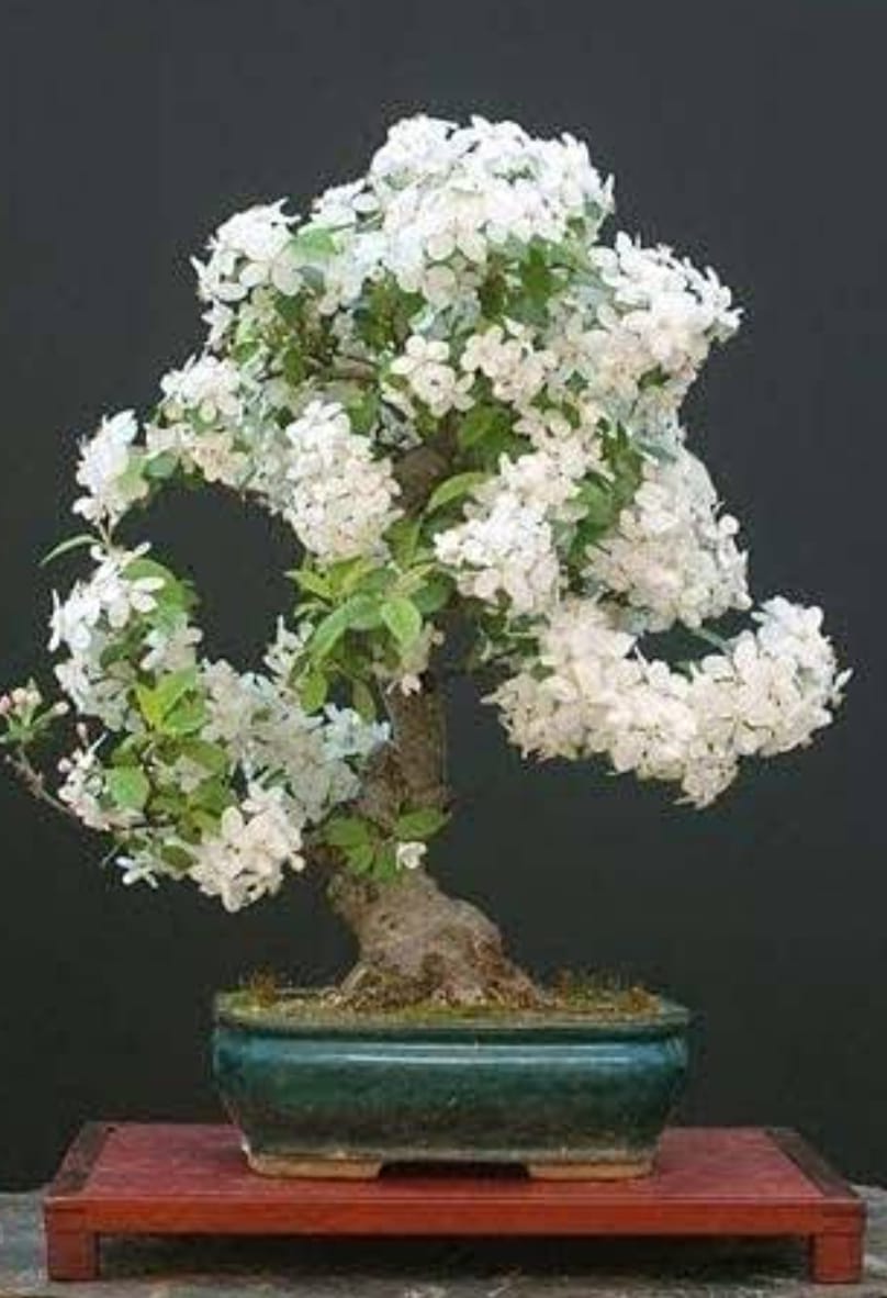 buy jasmine plant online Water Jasmine Plant
