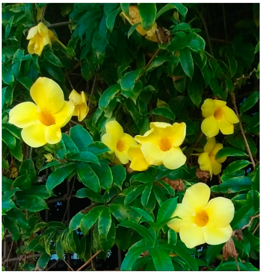 Allamanda Yellow Hybrid - Creeper and Climbers - Premium Creepers & Climbers from Plantparadise - Just $400.00! Shop now at Plantparadise
