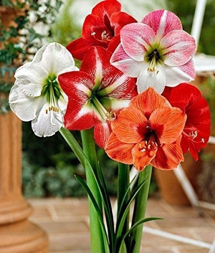 Amaryllis Lily Flower Bulb set of 5 | Buy online Amaryllis Lily Flower Bulb - Premium Combo Packs - Bulbs from Plantparadise - Just $300! Shop now at Plantparadise
