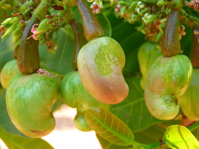 Cashew nut plants