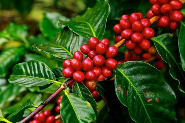 Coffee Fruit Plant