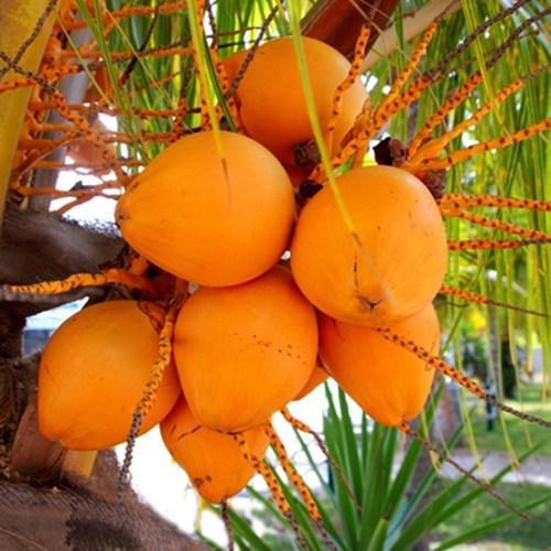 ceylon plant food Coconut Ceylon Orange Plant