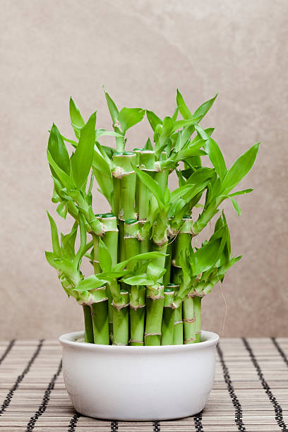 Lucky Bamboo - Premium Plants from Plant Paradise - Just $425! Shop now at Plantparadise