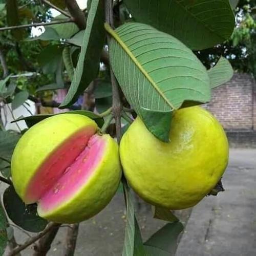 "Lalit Guava Plant ā Sweet Pink Flesh | High Yield Variety | Grafted Live Plant"