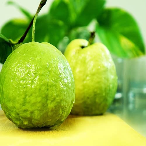 "Lalit Guava Plant ā Sweet Pink Flesh | High Yield Variety | Grafted Live Plant"