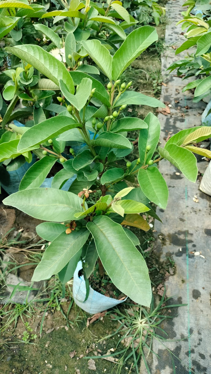 "Lalit Guava Plant ā Sweet Pink Flesh | High Yield Variety | Grafted Live Plant"