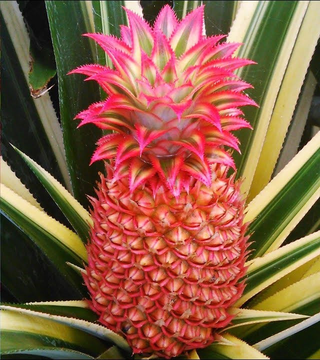 red spanish pineapple plant Red Pineapple Fruit Plant