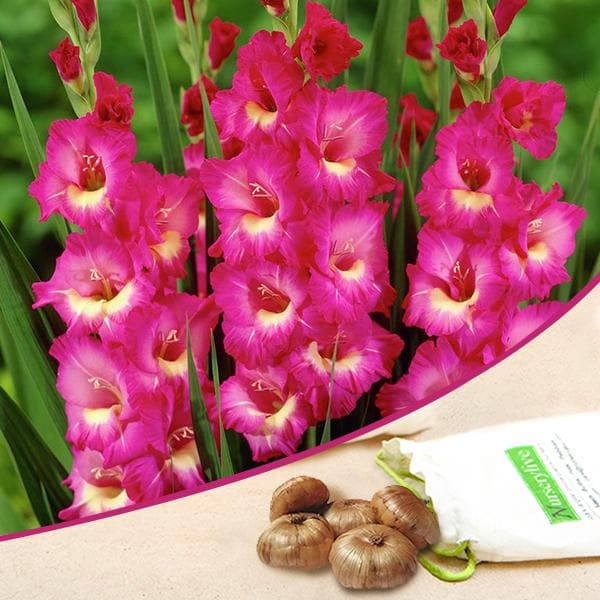 Gladiolus (Pink, Yellow) - Bulbs (set of 5) - Premium Bulbs from Plantparadise - Just $249.0! Shop now at Plantparadise