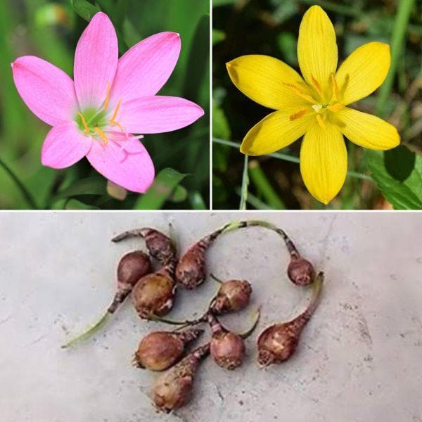 lily flower bulb Zingy Zephyranthes Lily Plant