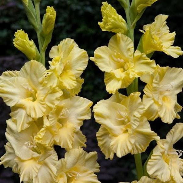 Gladiolus (Cream Yellow) - Bulbs (set of 5) - Premium Bulbs from Plantparadise - Just $249.0! Shop now at Plantparadise