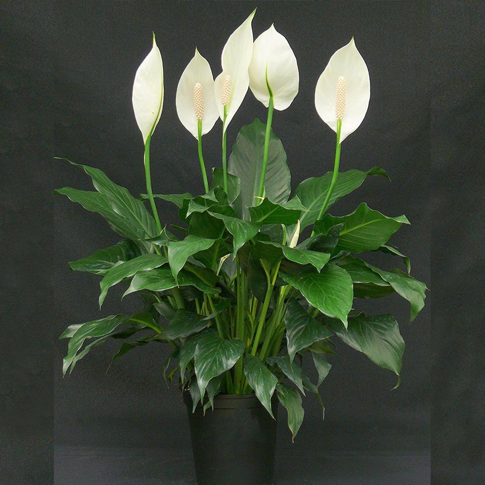 Peace Lily/Spathiphyllum Macrophyllum Plant