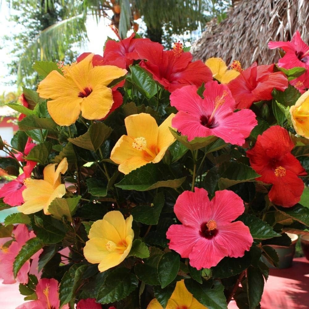 Hibiscus Flower Plant
