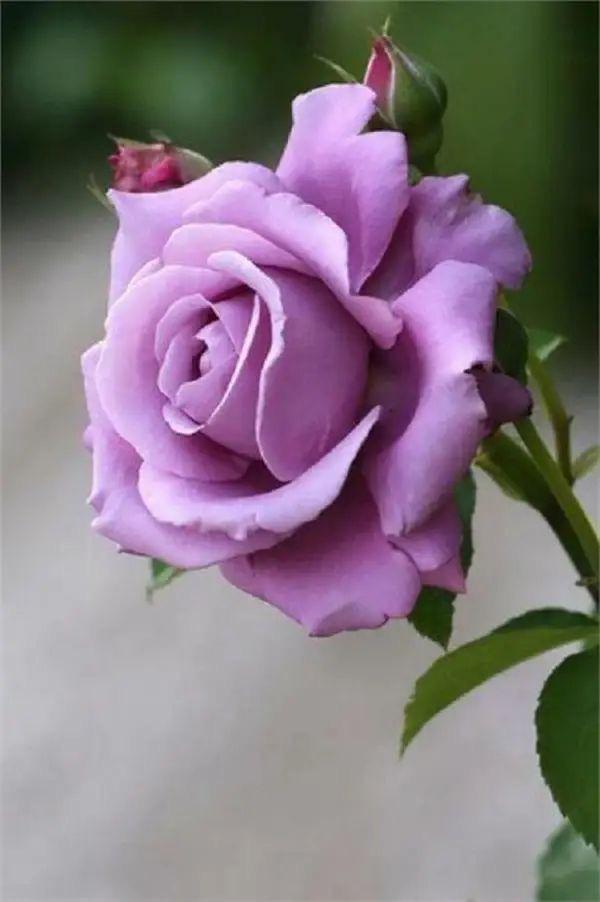 Rose Flower Plant