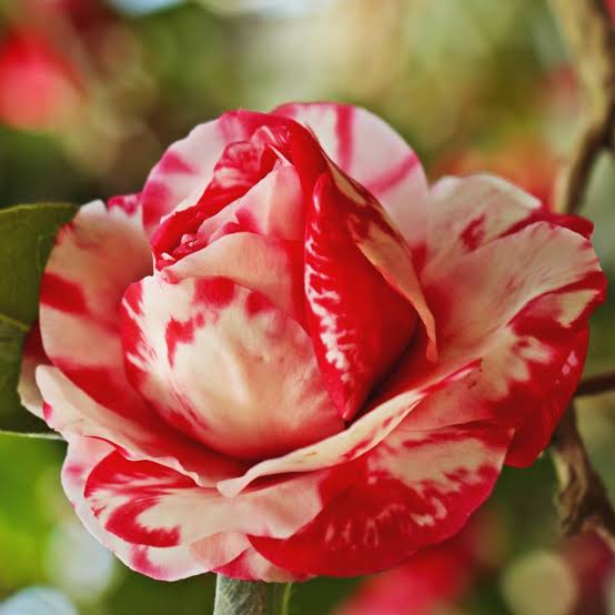 Camelia Flower Plant - Premium Flowering Shrubs from Plantparadise - Just $399.00! Shop now at Plantparadise