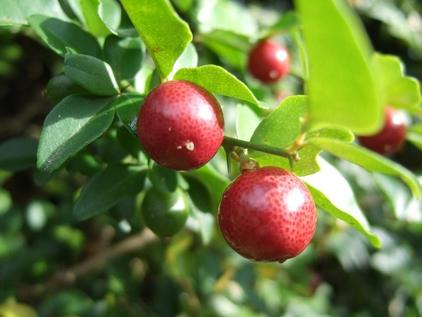 Red Pati Lemon Plant - Premium Fruit Plants from Plantparadise - Just $789.00! Shop now at Plantparadise